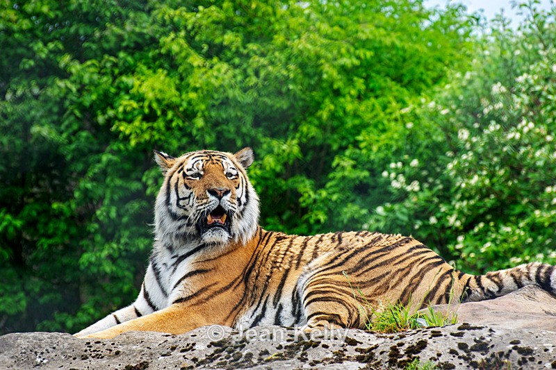 Amur Tiger - DSC_3708 - Cats