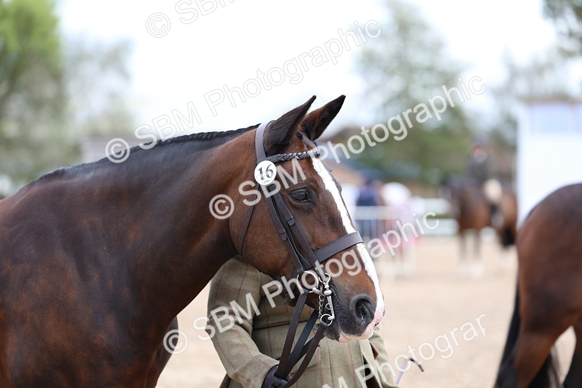 SBM_01496 - Class 17 - Prettiest Mare