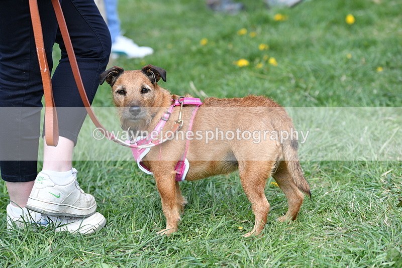 WJ5_0575 - Class 7 Best Terrier