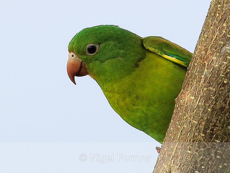 Orange-chinned Parakeet, close view, Costa Rica - Orange-chinned Parakeet