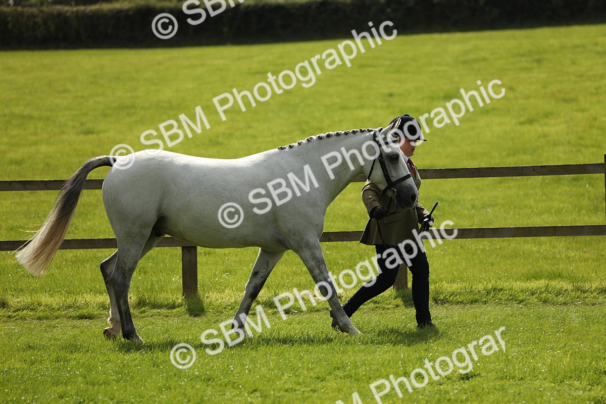 SBM_65571 - S48 - Show Pony & Show Hunter Pony In Hand