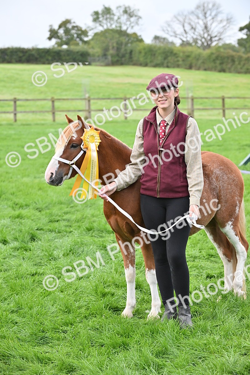 SBM_56978 - S45 - Coloured Pony In Hand