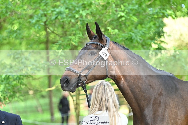 250521A-165749-01437 - C-275-Kat.Raybould-ROYAL.CATCH