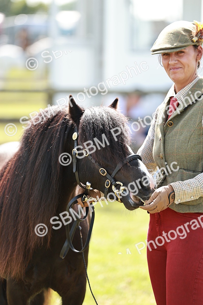 SBM_08671 - Class 63-65 - Traditional Gypsy Cobs In Hand & Ridden