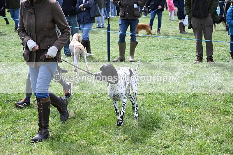 WJ6_8963 - Class 8 Best Working / Gun Dog or Bitch