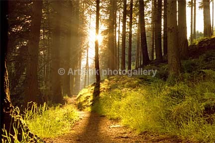 Gwydir Forest Z82-7-12 - Sceniks.com - Snowdonia landscape photographs by Dave O'Shea
