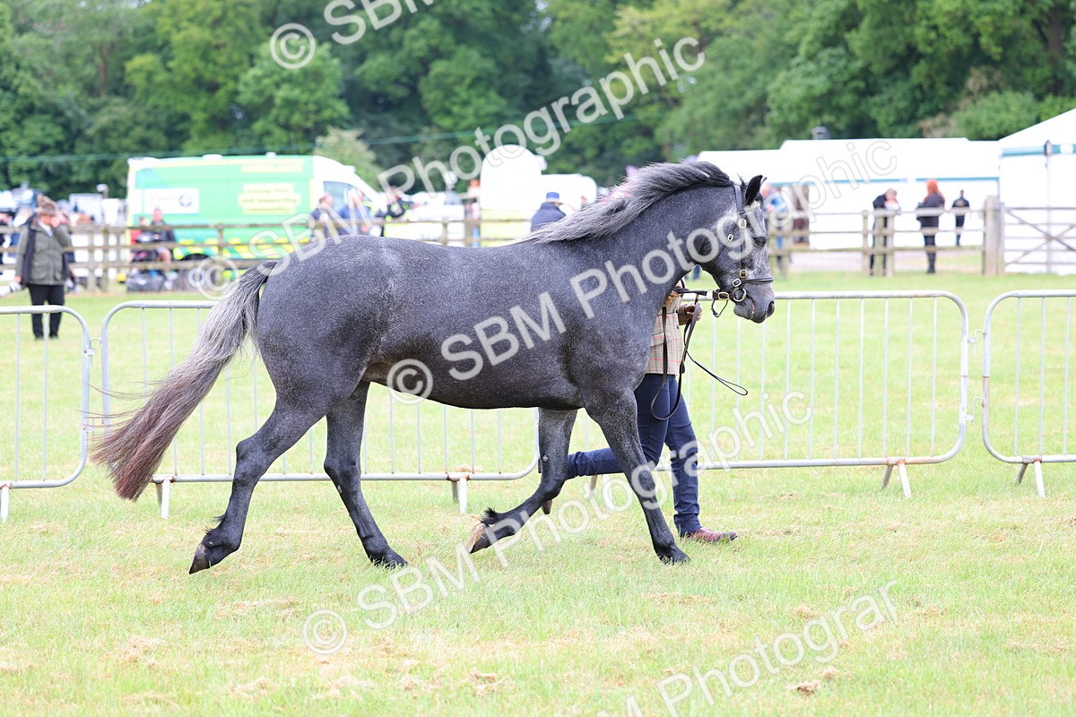 SBM_04040 - Class 64-67 - Shetland Pony In Hand