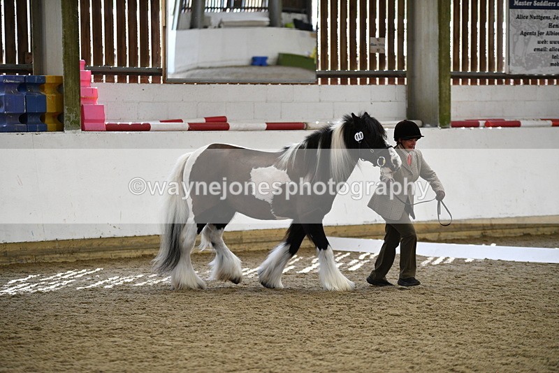 WJ5_5020 - Class 7 In hand coloured / odd coloured