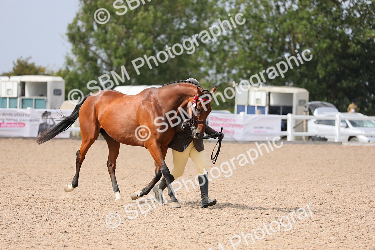 SBM_15958 - Class 313 IH Retired Racehorse