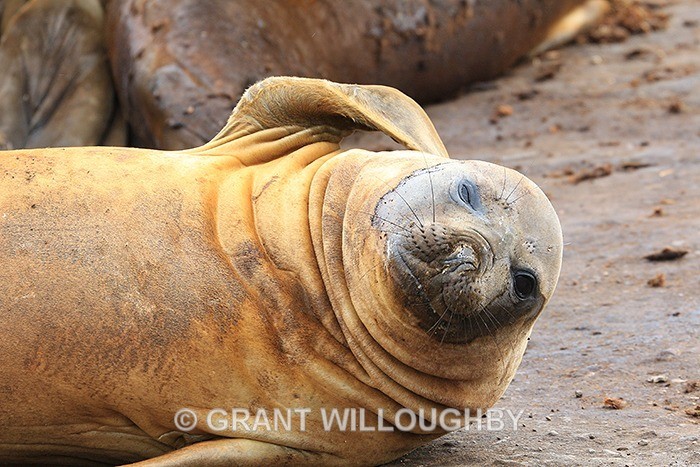 seal2IMG_0360a - Antartica