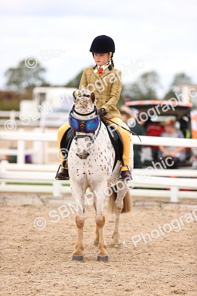 SBM_16001 - Class 417 - Handsomest Gelding (IH or Ridden) Jnr
