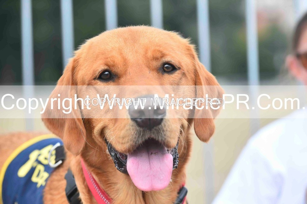 SH4_0127 - Dog show.