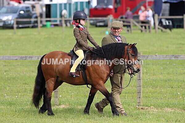 IMG_2211 - Working Hunter