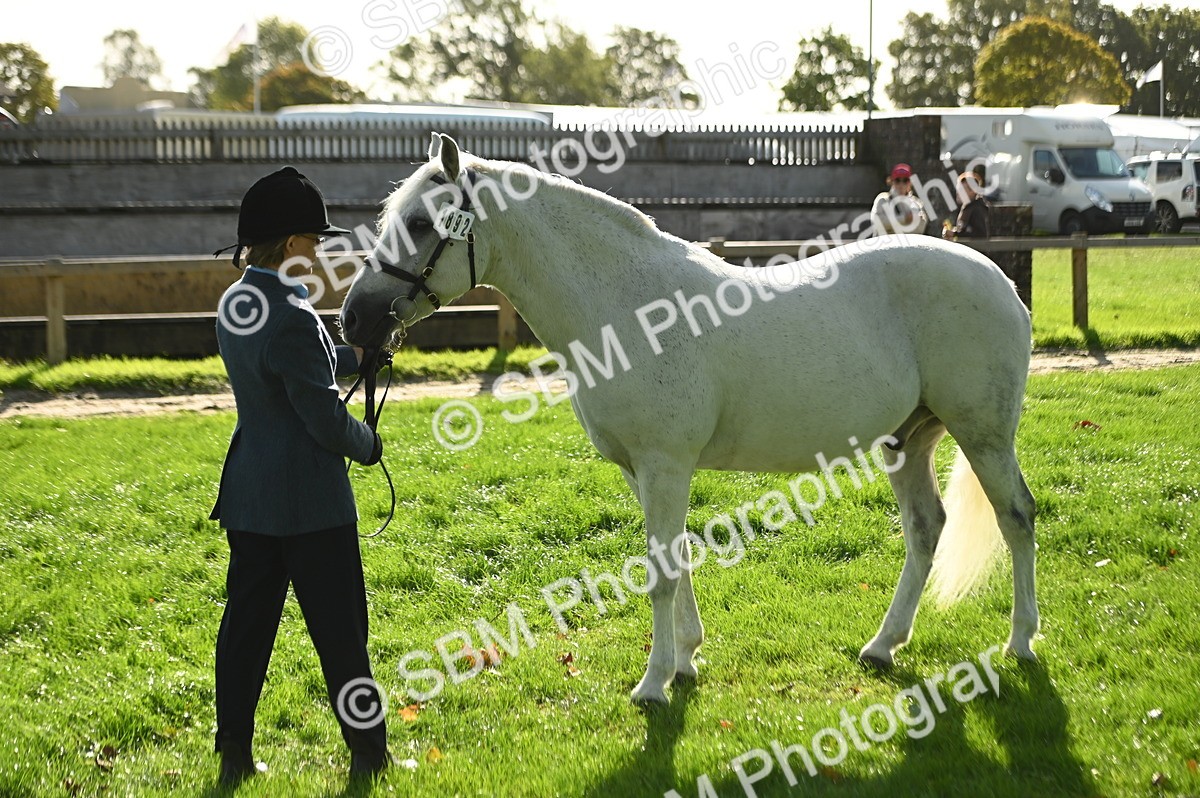 SBM_15907 - S1 - TSR in Hand Horse & Pony Showing