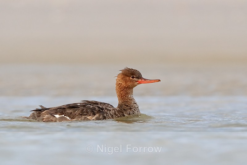 Red-breasted Merganser on lagoon, Fort De Soto, Florida - Red-breasted Merganser