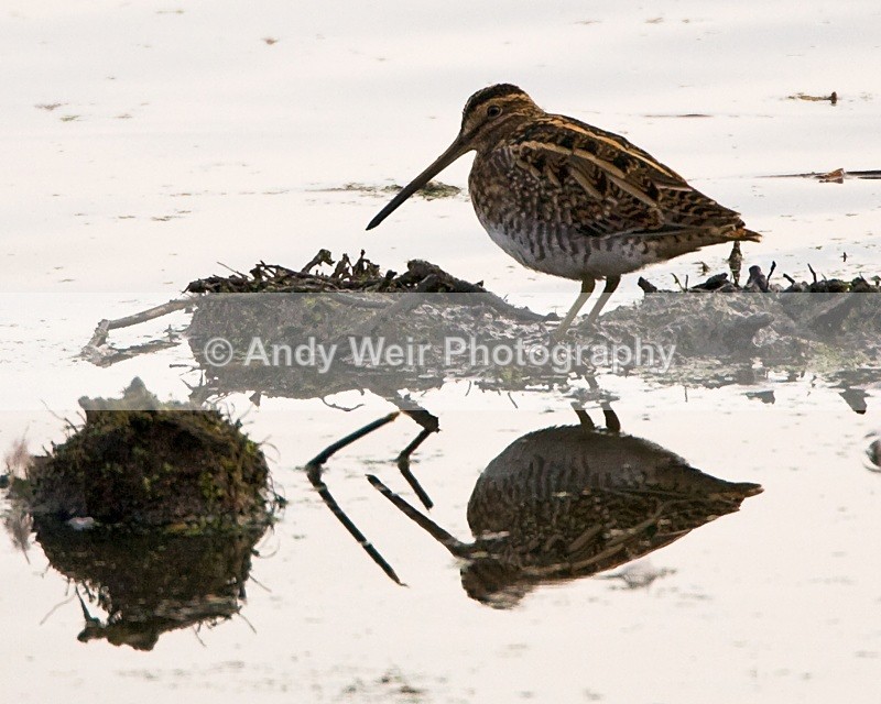 20091017-034 - Common Snipe