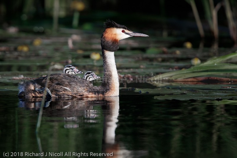 Great Crested Grebe (Podiceps cristatus) with young - Great Crested Grebe (Podiceps cristatus)