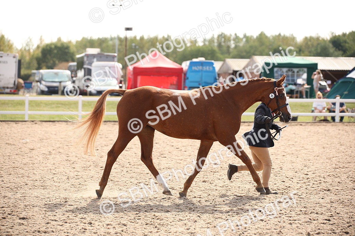 SBM_07080 - Class 25 IH Foreign Breeds- Pure bred