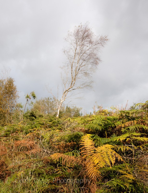 0617 Bury Ditches bracken and tree - Clun Valley