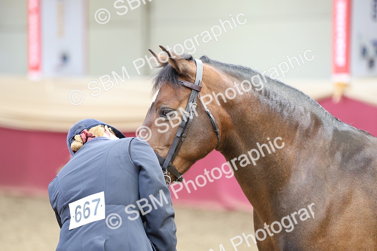 SBM_23364 - Class 903 - Supreme Final - IH Pre Vet