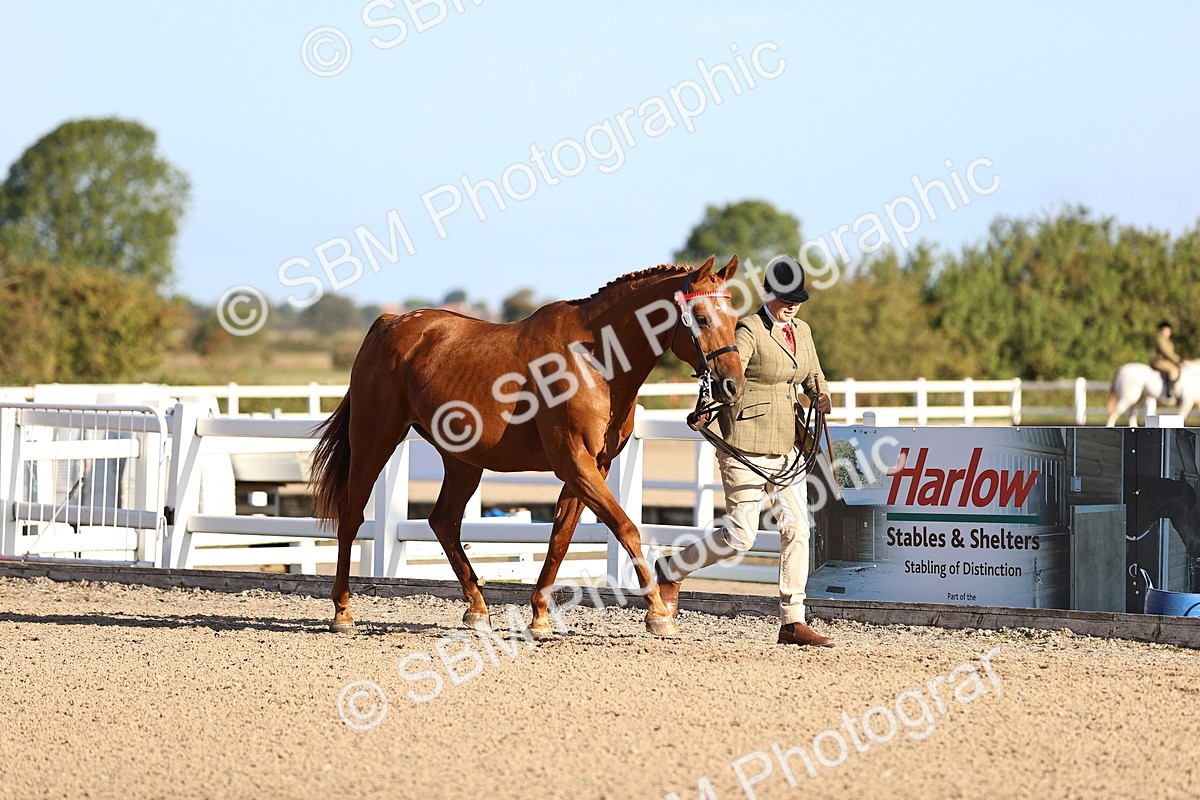 SBM_08320 - Class 401 - IH Veteran Horse