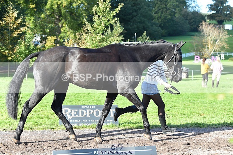 231022-112048-23902 - 563-SOUTHPAW-Kaia.Land-TrotUp+SJ