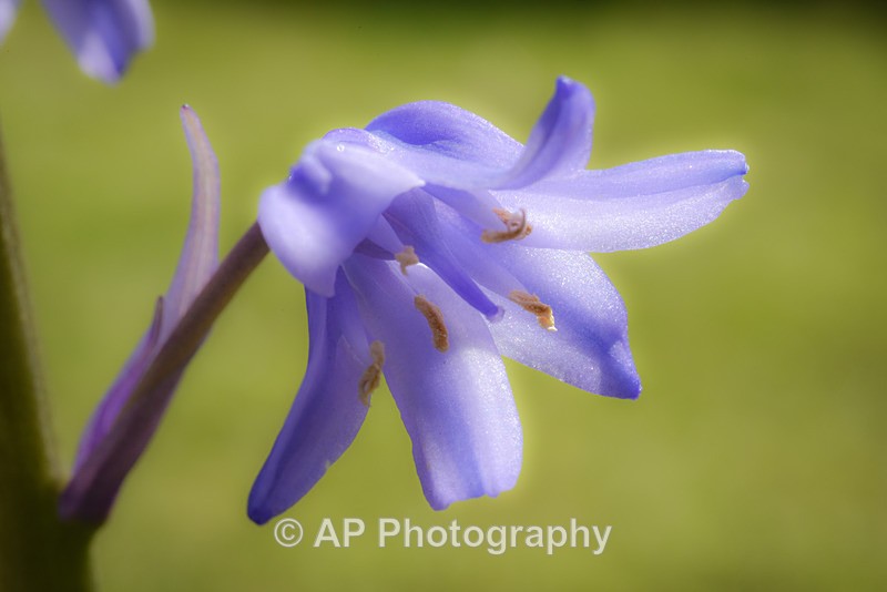 Bluebells-2661-S - Plants