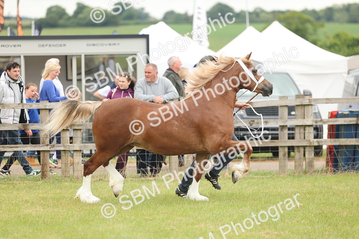 SBM_04862 - Class 50-57 - M&M Welsh Pony In Hand