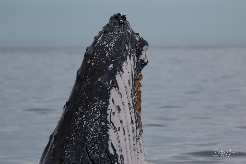 0A3A7013. Nose only 2 - 2023 Whale Photos