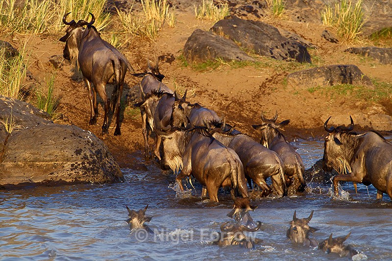 Wildebeest - safe crossing of the Mara river - Antelope