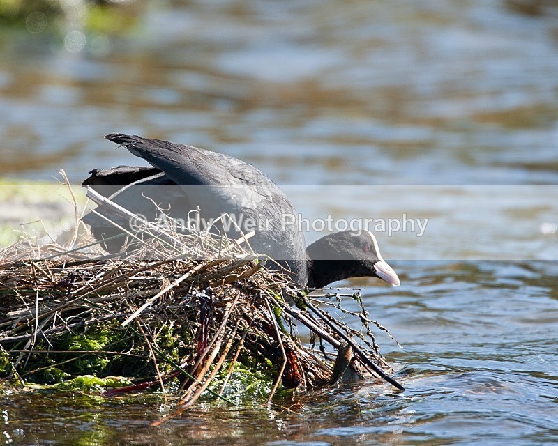 20090524-102 - Rails & Coots