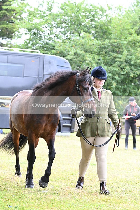 WJ7_6507 - Class 5 Handsome Gelding in hand