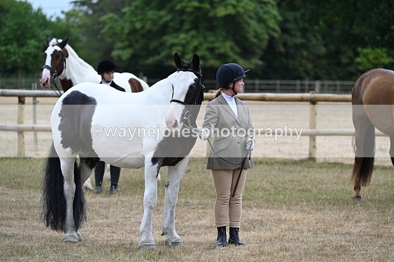 WJ7_9779 - Class 5a Most Handsome Gelding (above 14.2hh)