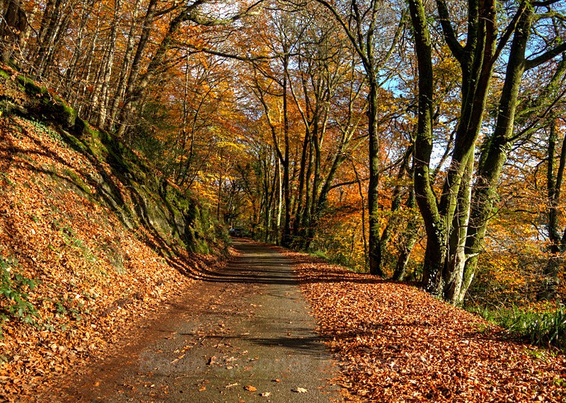 4 Kilminorth Woods Autumn - Looe
