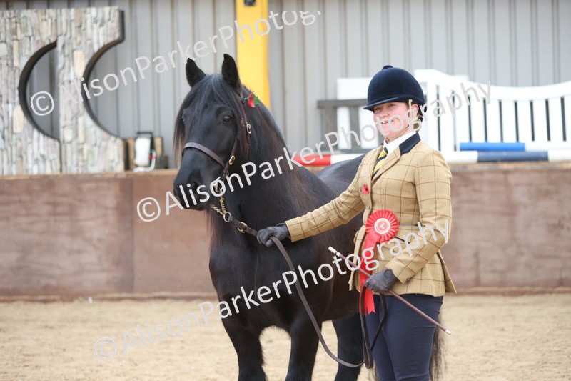 20251109-1095 - Class 29 - Geldings 4 Years and over