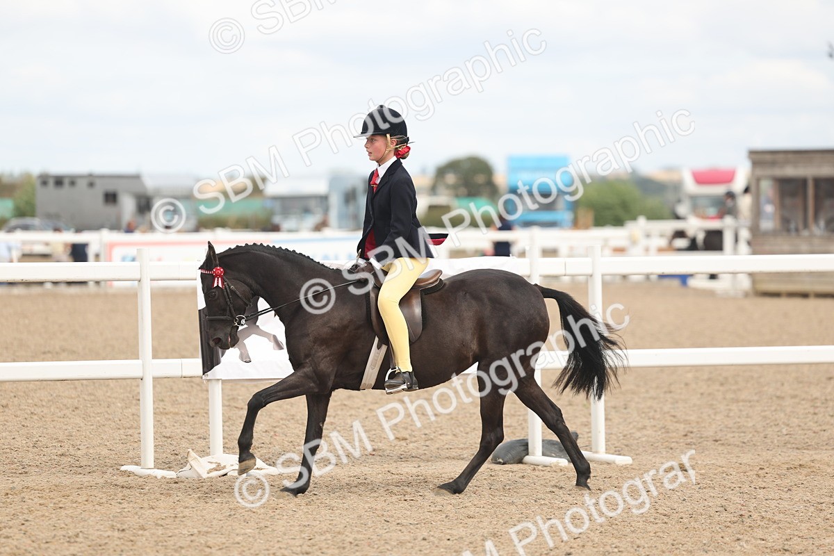 SBM_16018 - Class 311 - Ridden Show pony-Show hunter Pony