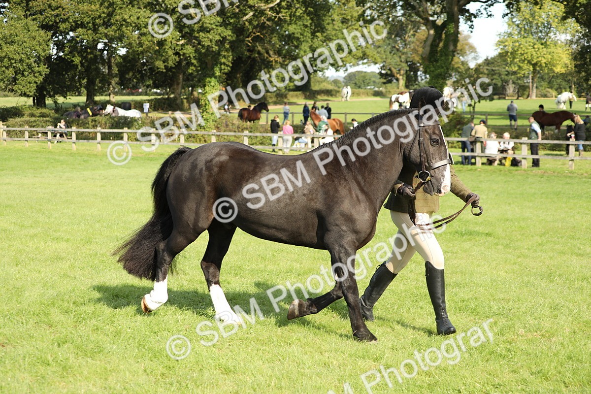 SBM_62337 - S45 - Mini Show Cob In Hand