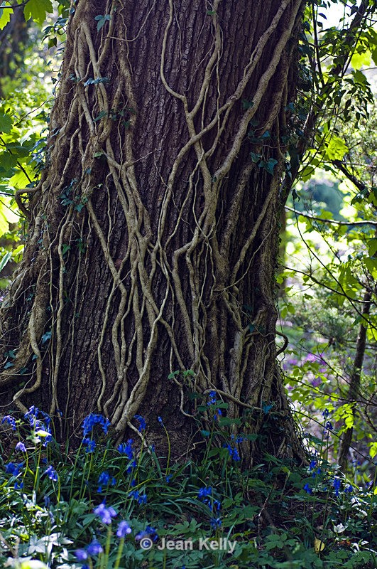 Tree - 8774 - Trees