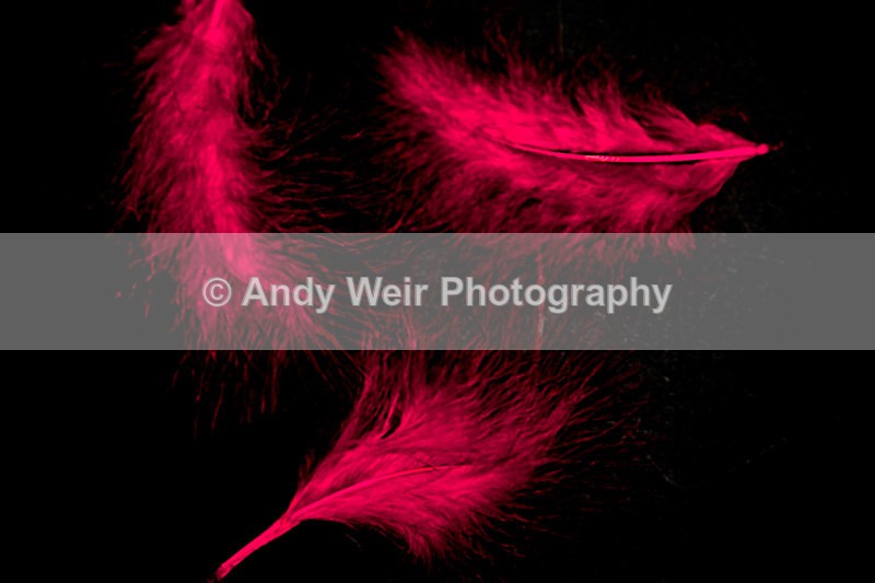 20130219-_MG_2672-1723 - Miscellaneous Photographs