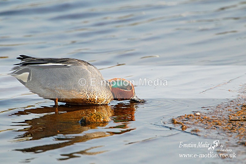Nature 69 - Nature