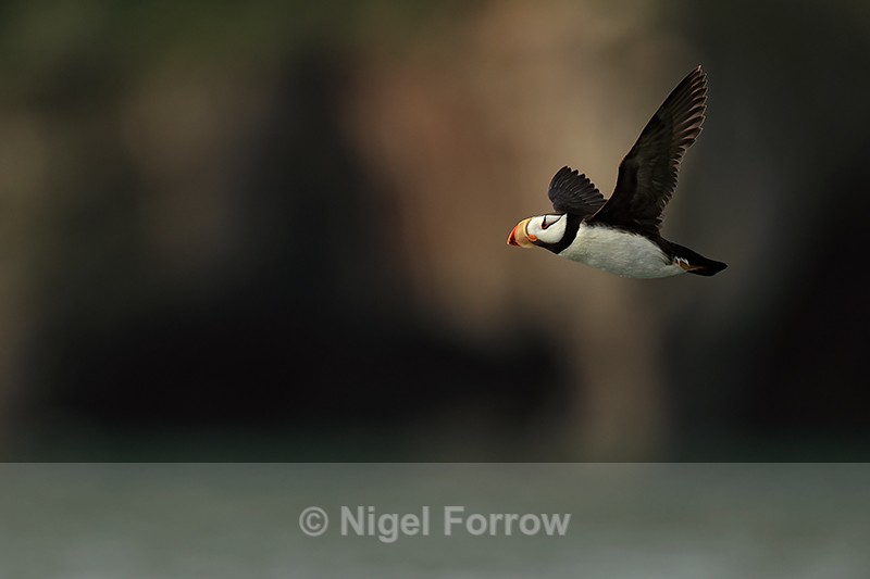 Horned Puffin in flight shot, Duck Island, Alaska - Horned Puffin