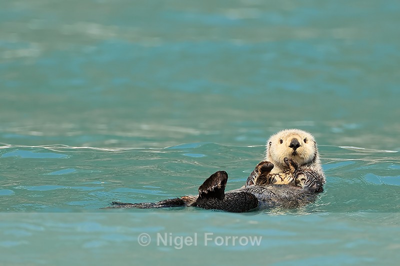 Sea Otter floating green water, Surprise Inlet, Alaska - Otter