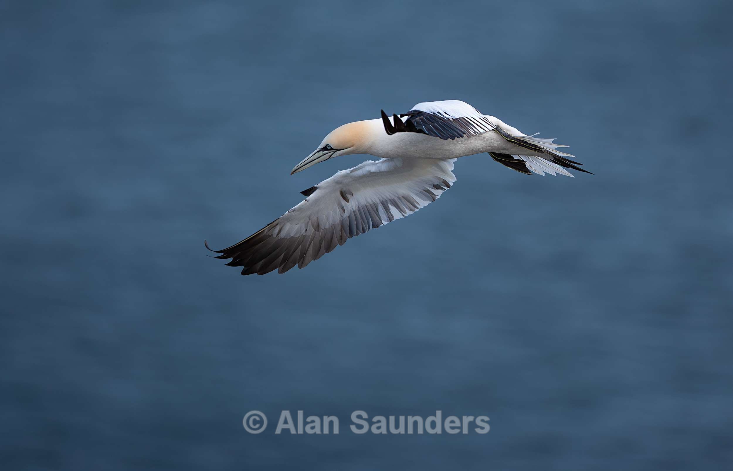 Gannet 7