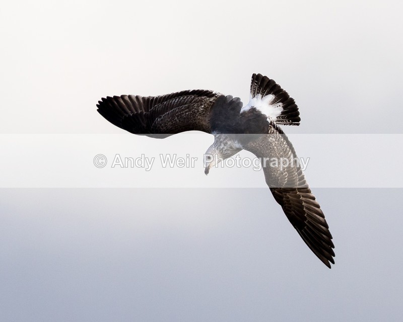 20160416-8E0A3292 - Gulls