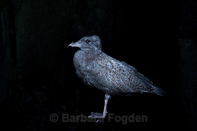 Glaucous gull chick 8770 - Trip with MS Expedition August 2016