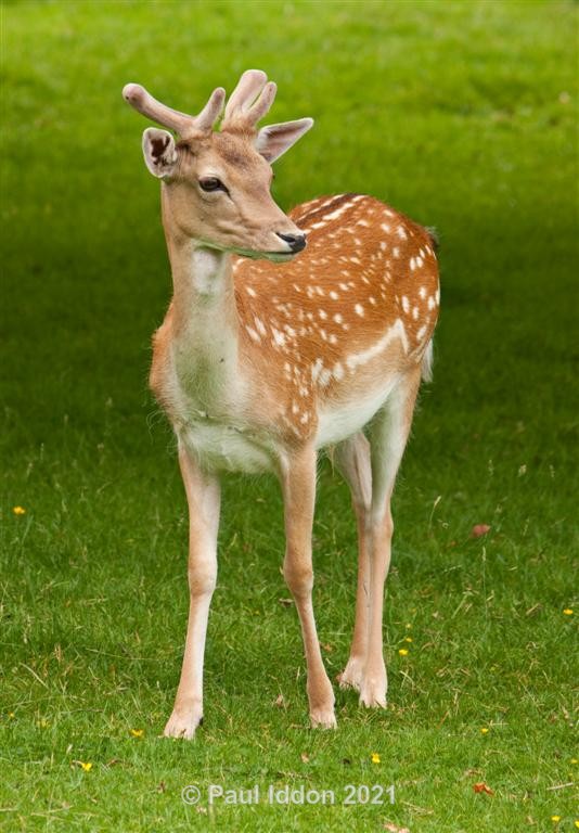Fallow Deer - Nature - Birds and Wildlife