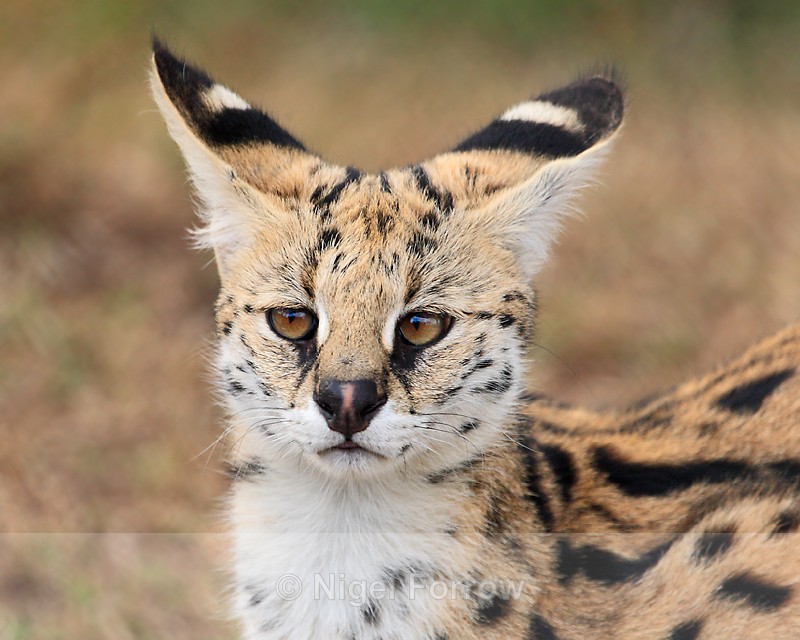 Serval close-up - Serval