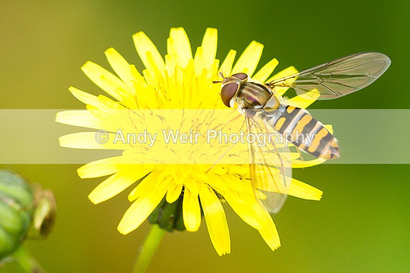20130921-_MG_5583 - Insects