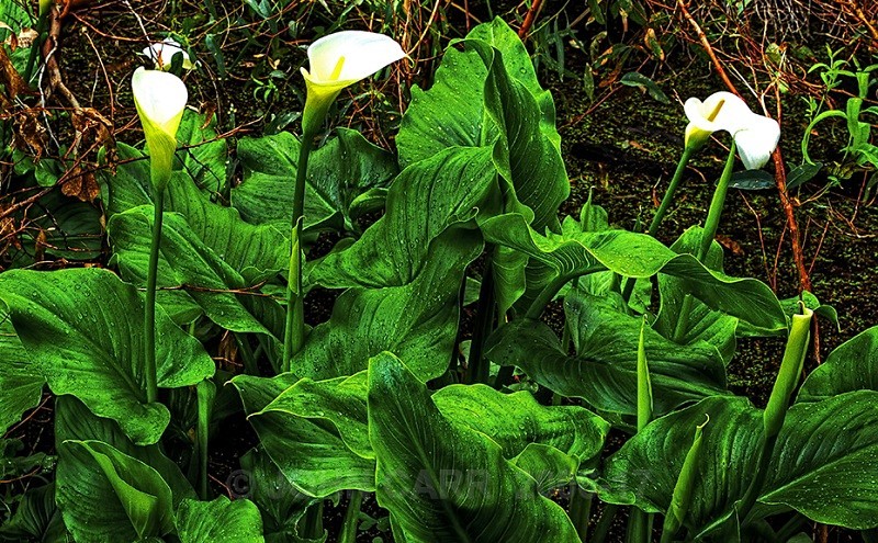 Lily HDR - TREES, FLOWERS AND PLANT PHOTOS