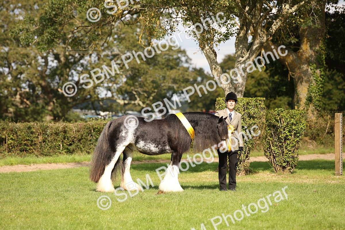 SBM_62932 - In Hand Horse Supreme Championship